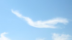 amazing cloud bird!